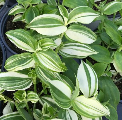 Wandering Jew Green & White