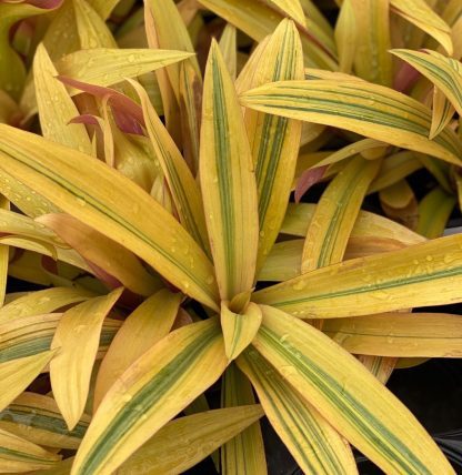 Tradescantia spathacea, Sitara's Gold