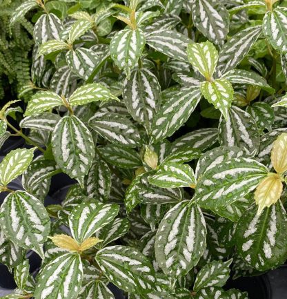 Pilea cadierei Aluminum