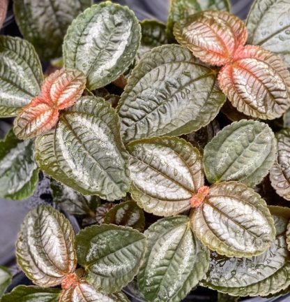 Pilea Friendship