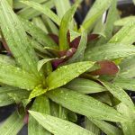 Tradescantia spathacea, Purple and Green