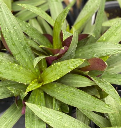 Tradescantia spathacea, Purple and Green