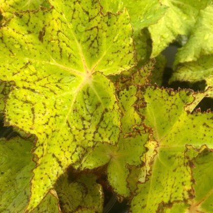 Begonia Ã¢â‚¬ËœStarburstÃ¢â‚¬â„¢