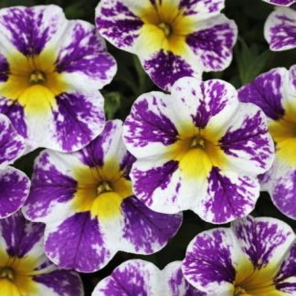 Calibrachoa
