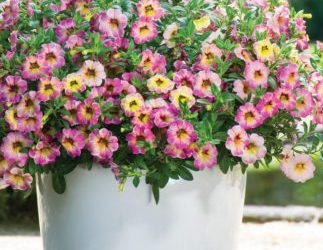 Calibrachoa, Chameleon Cherry Banana
