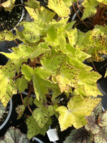 Begonia, Starburst