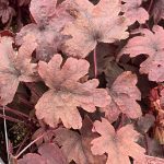 Heucherella, Sweet Tea