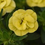 Calibrachoa, Uno Double Lemon