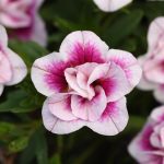 Calibrachoa, Uno Double PinkTastic