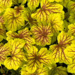 heuchera red lightning