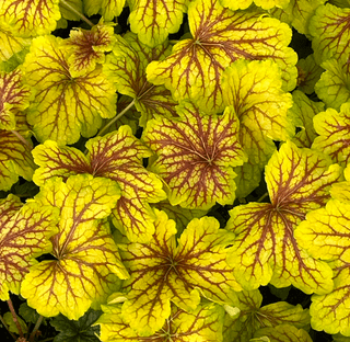 heuchera red lightning