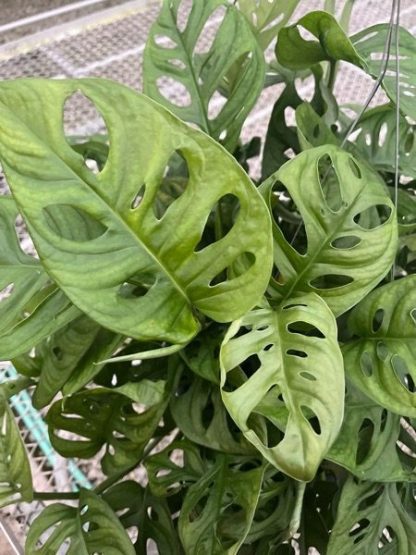 Monstera adansonii, Swiss Cheese Plant