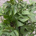 Rhaphidophora Tetrasperma, Mini Climbing Monstera