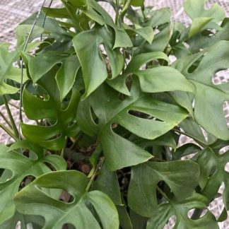 Rhaphidophora Tetrasperma, Mini Climbing Monstera