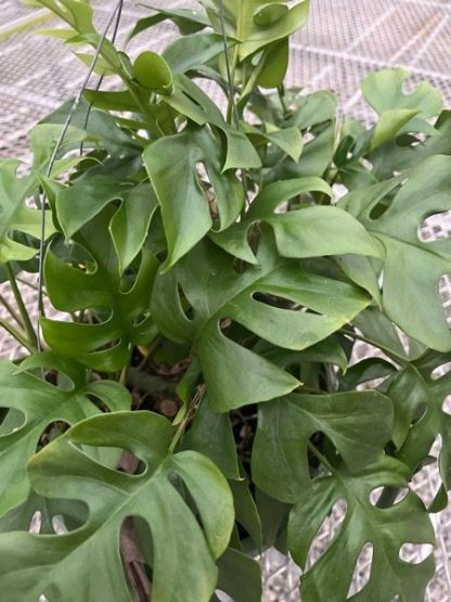 Rhaphidophora Tetrasperma, Mini Climbing Monstera