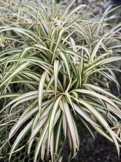 Chlorophytum comosum, Spider Plant, Variegated