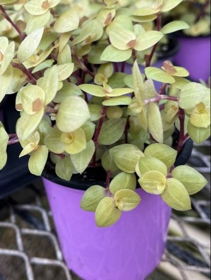 Callisia Repens, Bolivian Jew Golden