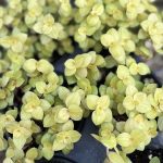 Callisia Repens, Bolivian Jew Golden