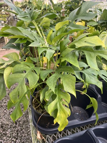 Rhaphidophora tetrasperma, Mini Climbing Monstera