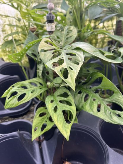 Monstera adansonii, Swiss Cheese Plant