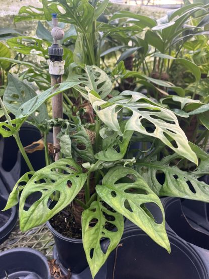 Monstera adansonii, Swiss Cheese Plant