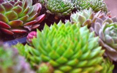 Growing Succulent Plants