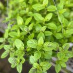 Basil; Ocimum basilicum, African Blue