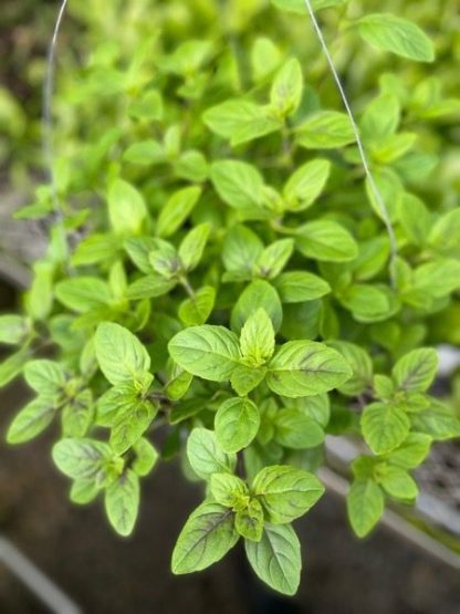 Basil; Ocimum basilicum, African Blue