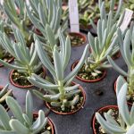 Senecio serpens, Blue Chalksticks