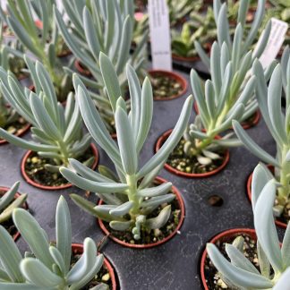 Senecio serpens, Blue Chalksticks
