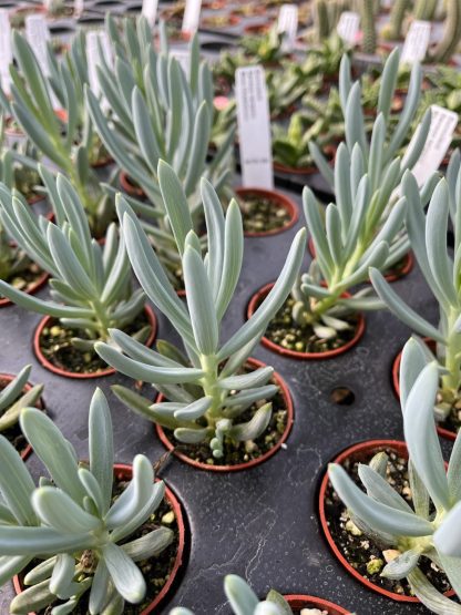 Senecio serpens, Blue Chalksticks