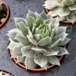 Sempervivum tectorum; Hen and Chicks, Blue Ice