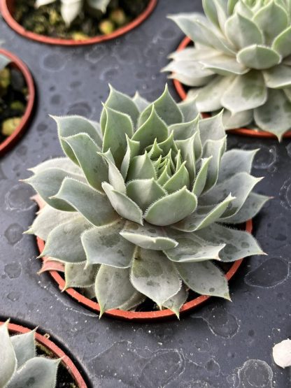 Sempervivum tectorum; Hen and Chicks, Blue Ice