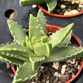 Tiger Jaws, Faucaria tigrina