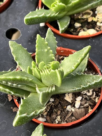Tiger Jaws, Faucaria tigrina