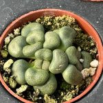 Aloinopsis schooneesii, Living Stone