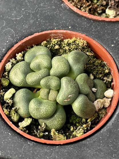 Aloinopsis schooneesii, Living Stone