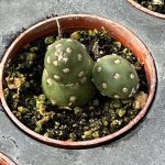 Optunia fragilis, Potato Cactus