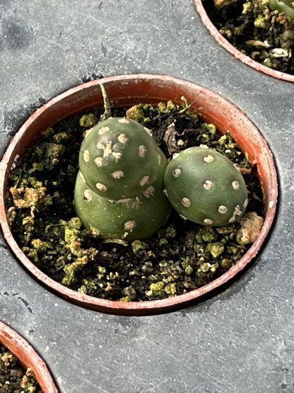 Optunia fragilis, Potato Cactus