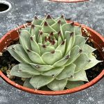 Sempervivum; Hen and Chicks, Greenii