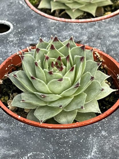 Sempervivum; Hen and Chicks, Greenii