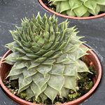 Sempervivum; Hen and Chicks, Red Beauty
