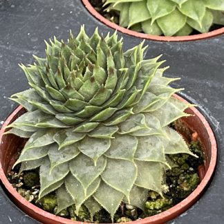 Sempervivum; Hen and Chicks, Red Beauty