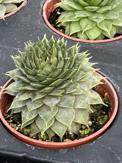 Sempervivum; Hen and Chicks, Red Beauty