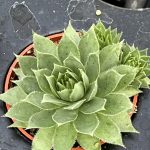 Sempervivum; Hen and Chicks, Killer Green