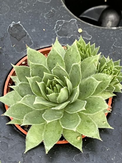 Sempervivum; Hen and Chicks, Killer Green