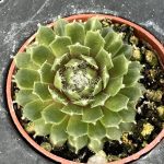Sempervivum; Hen and Chicks, Jade Rose
