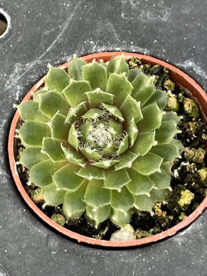 Sempervivum; Hen and Chicks, Jade Rose