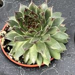 Sempervivum; Hen and Chicks, Reinhardt