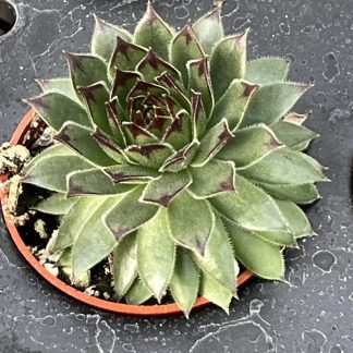 Sempervivum; Hen and Chicks, Reinhardt